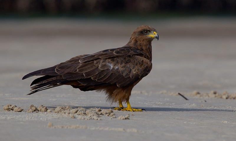 Black Kite. Nyika Silika