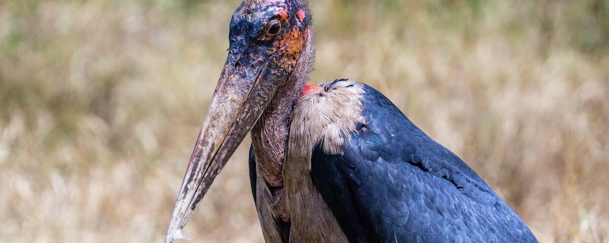 marabou stork