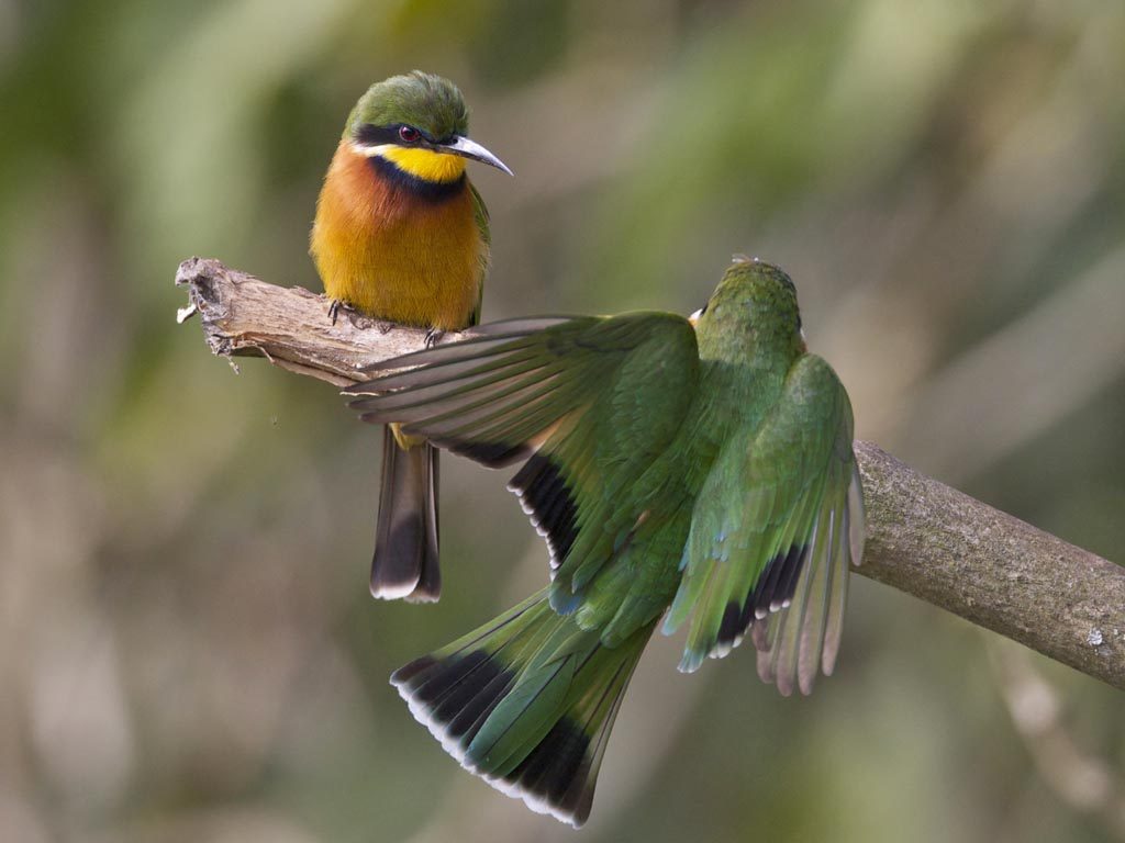 Cinnamon chested bee-eater