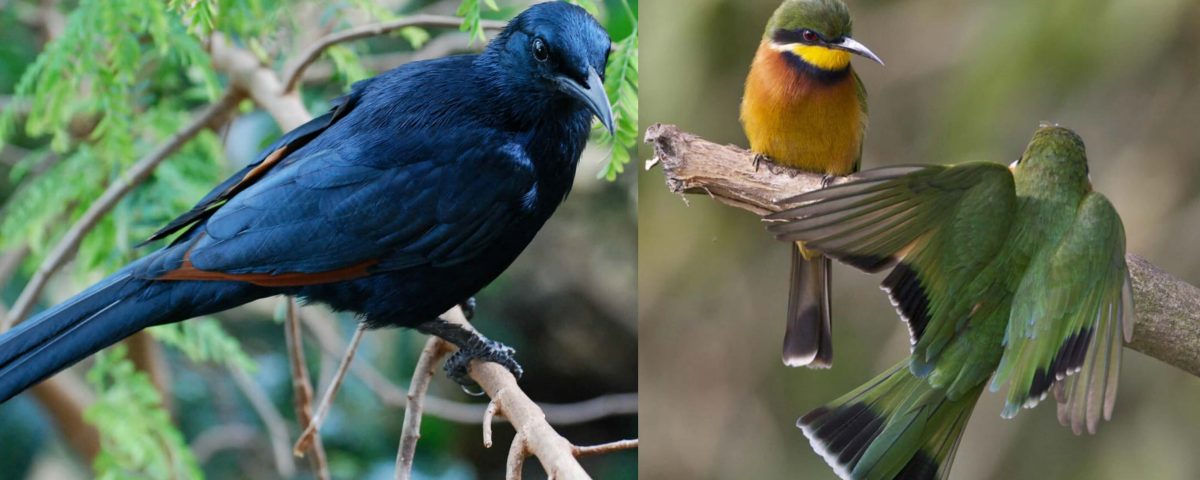 Cinnamon chested bee-eater and red winged starling
