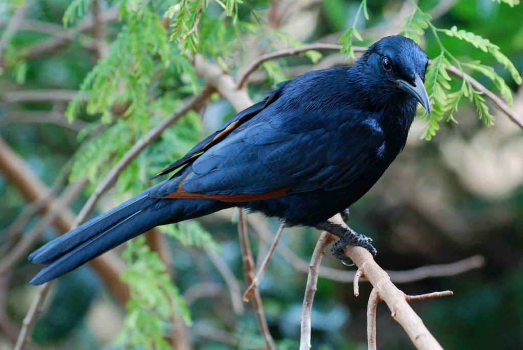 Red Winged Starling A town Bird
