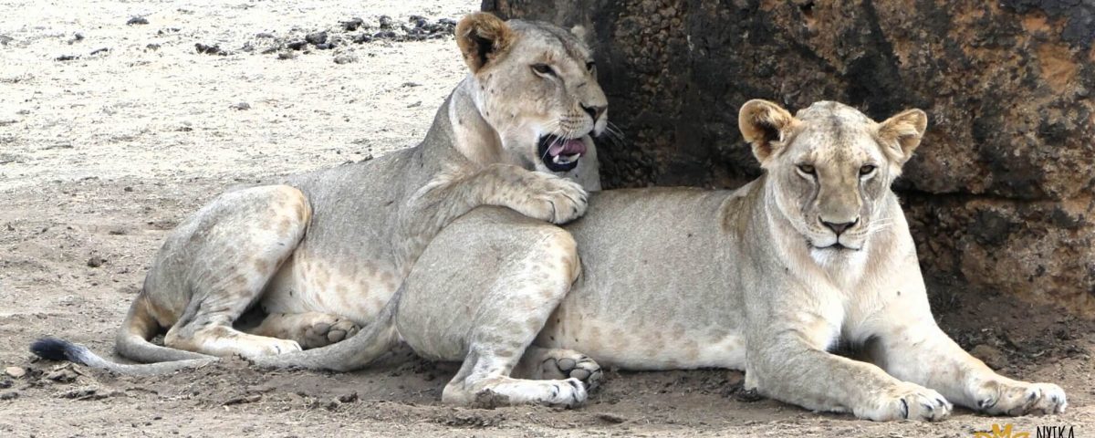 Tsavo Lions
