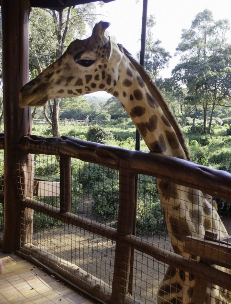 Giraffe Centre Giraffe