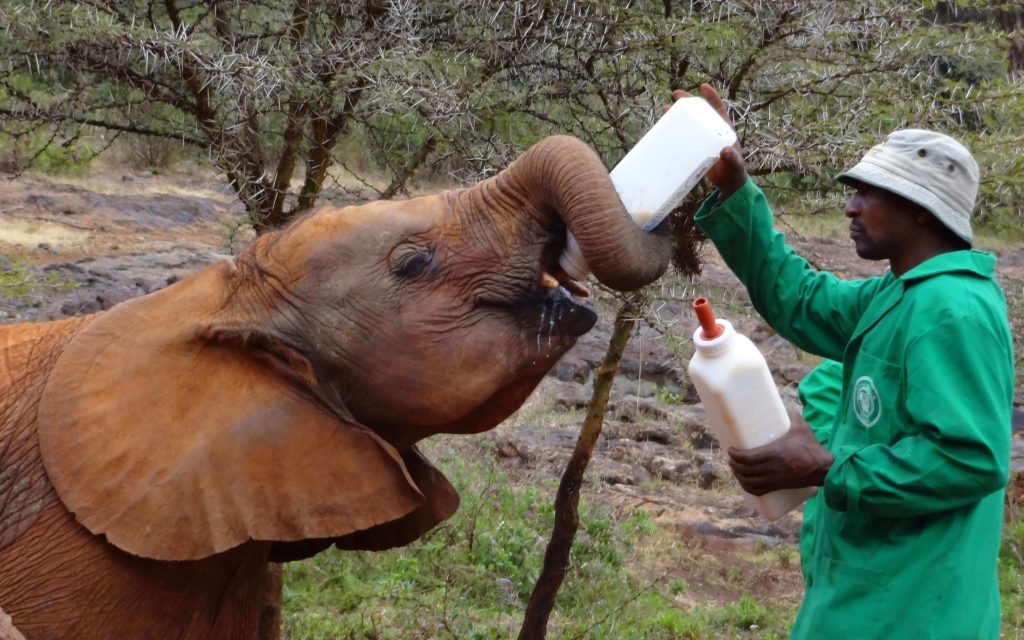Lunch Time at David Sheldrick WildLife Trust - Image Courtesy of Shots by Shema