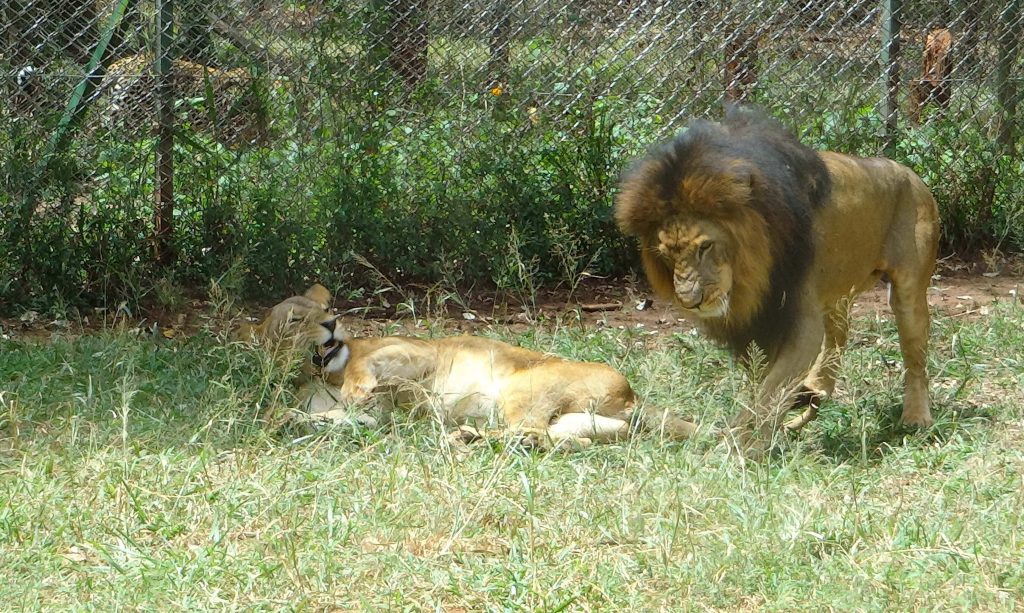 Lions at Nairobi Safari Walk 