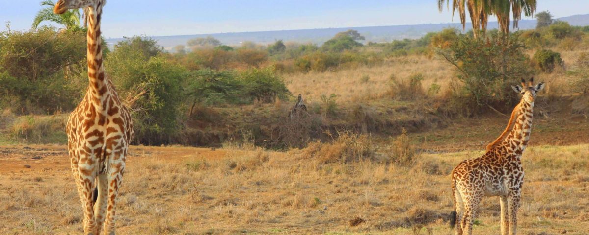 Mother and Calf Giraffe and Nairobi National Park