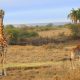 Mother and Calf Giraffe and Nairobi National Park