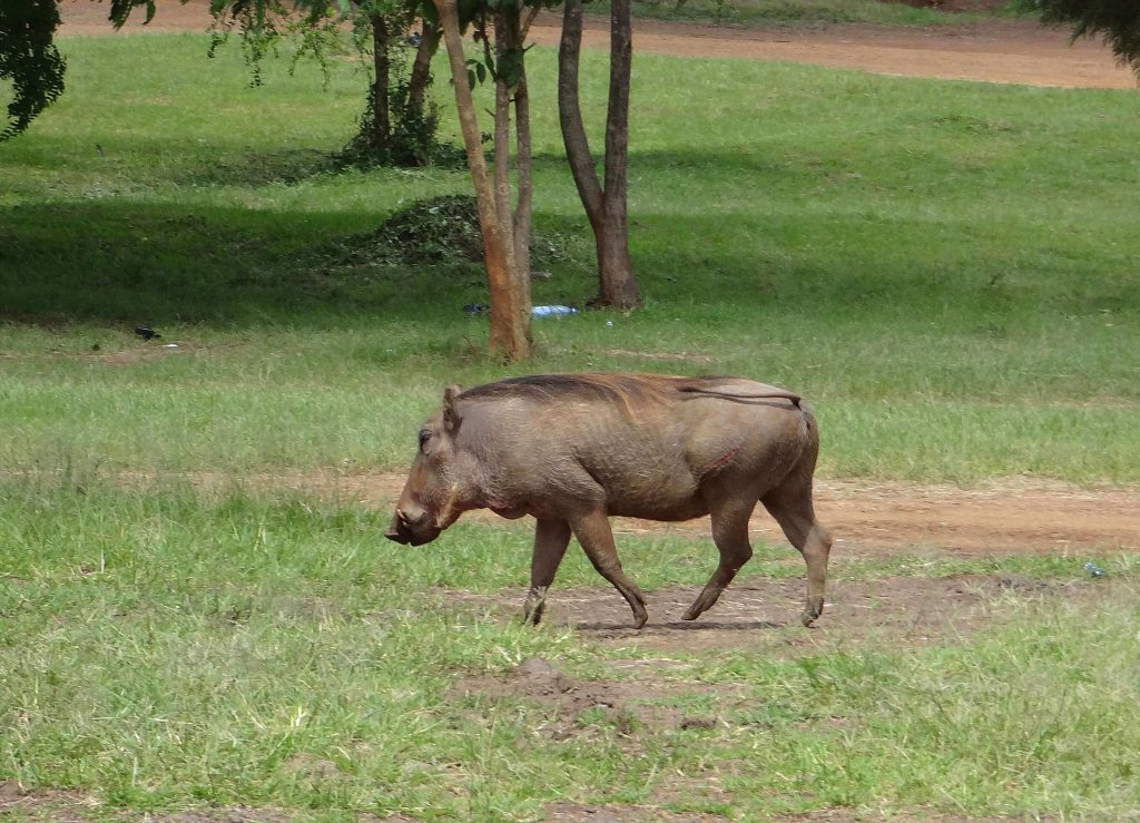 Warthog at Uhuru Gardens - Image Courtesy of Sidney Shema