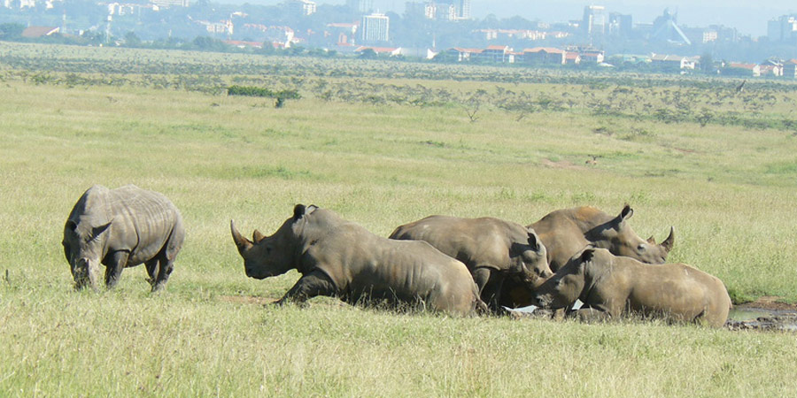 Black Rhino - Image Courtesy of Silole Sanctuary