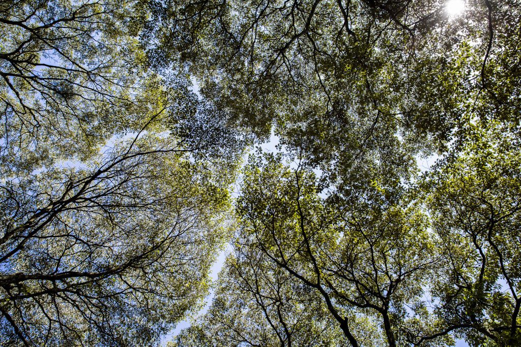The view from below, Ngong road Forest