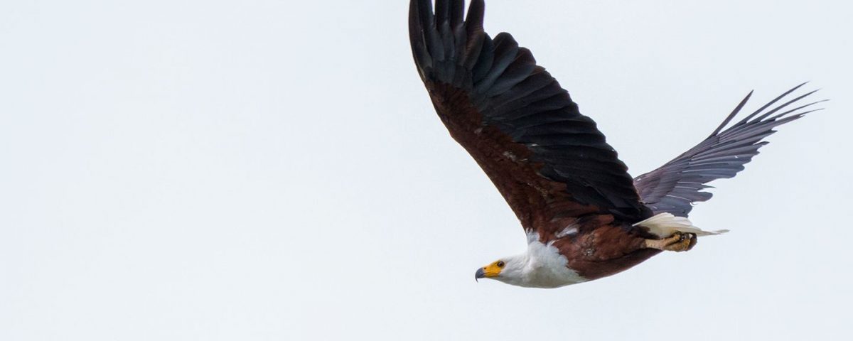 African Fish Eagle via Tony Wild