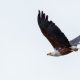 African Fish Eagle via Tony Wild