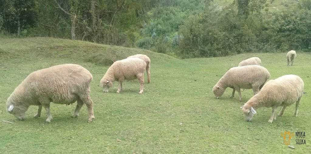 Sheep Feeding at Kinangop Plateau