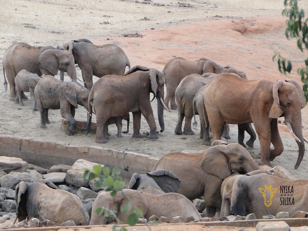 African Savannah Elephants at Tsavo East National Park