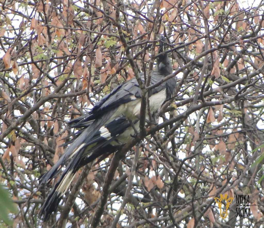 Nyika silika White - Bellied Go-Away-Bird