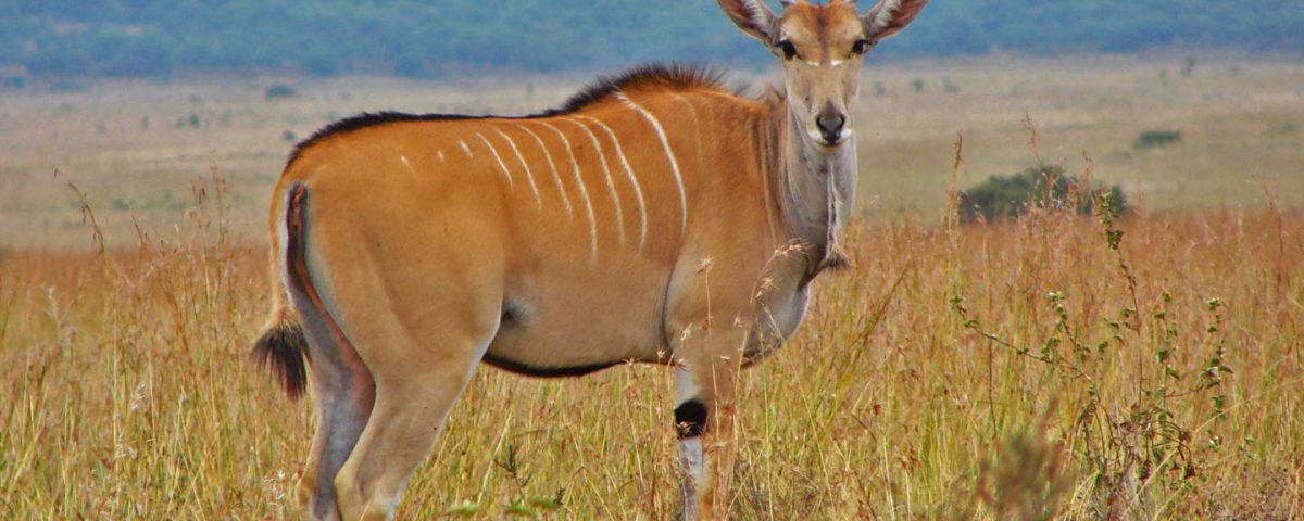 Habitat restoration - Nyika Silika Nairobi National Park