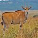 Habitat restoration - Nyika Silika Nairobi National Park