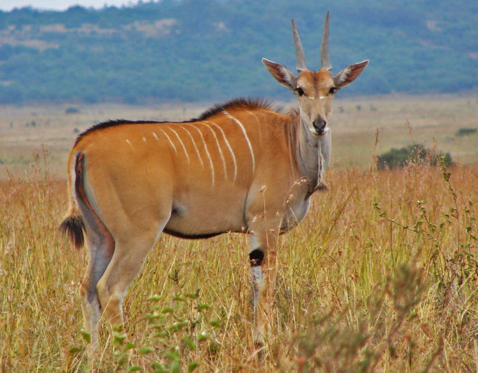 Habitat restoration - Nyika Silika Nairobi National Park