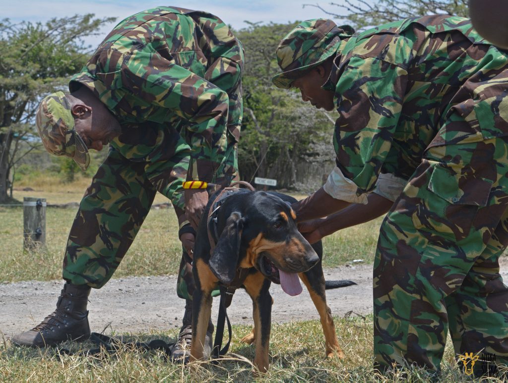Ol Pejeta Takeover - Nyika Silika