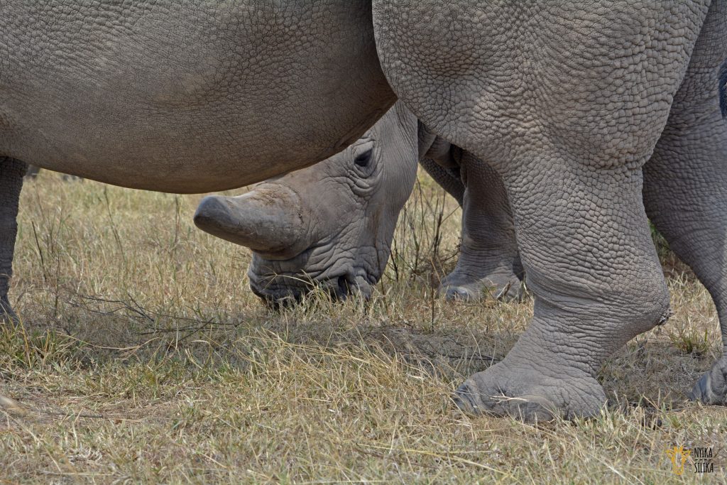 Ol Pejeta Takeover - Nyika Silika