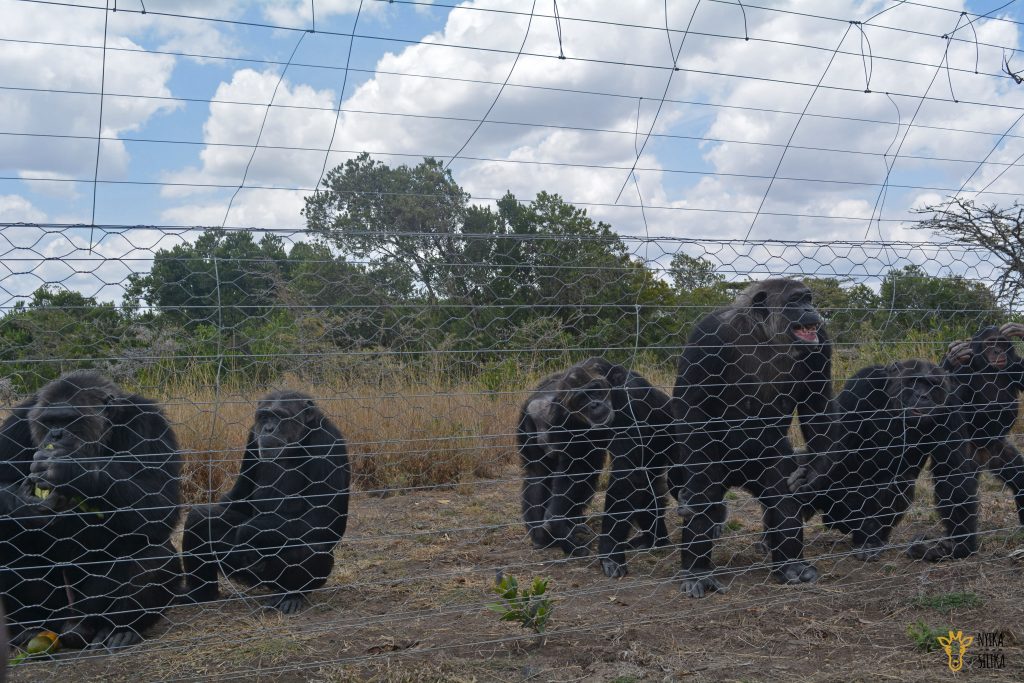 Ol Pejeta Takeover - Nyika Silika