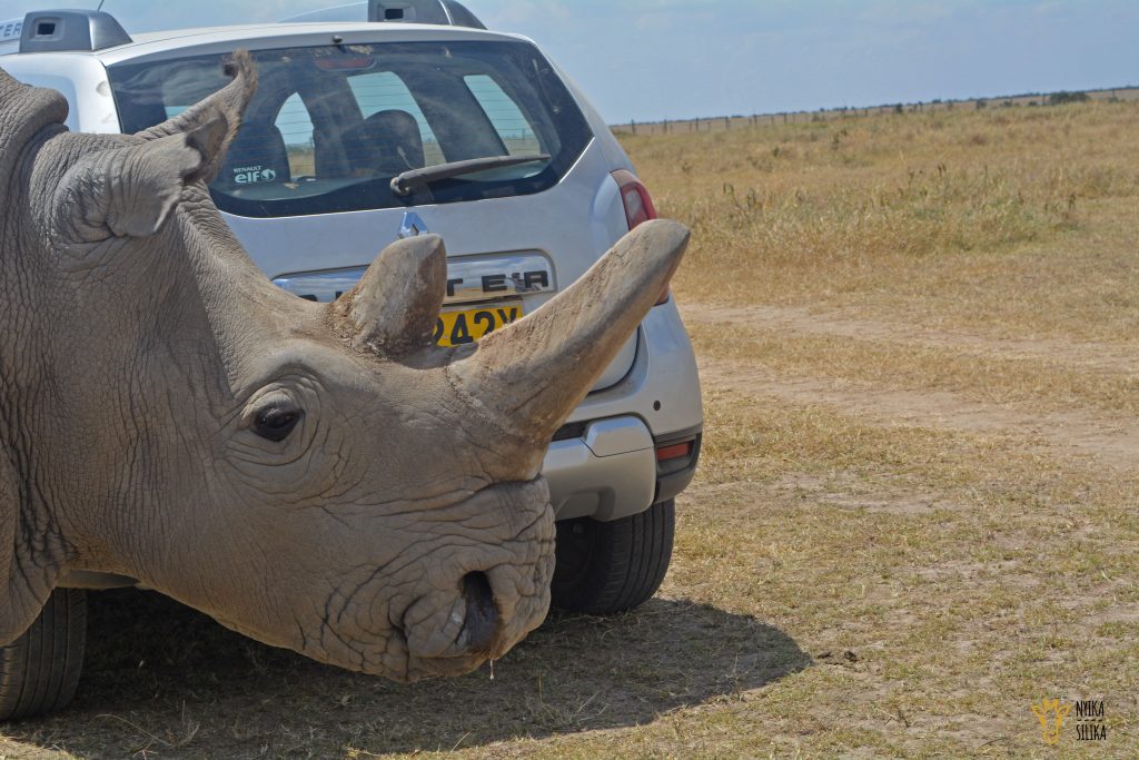 Ol Pejeta Takeover - Nyika Silika