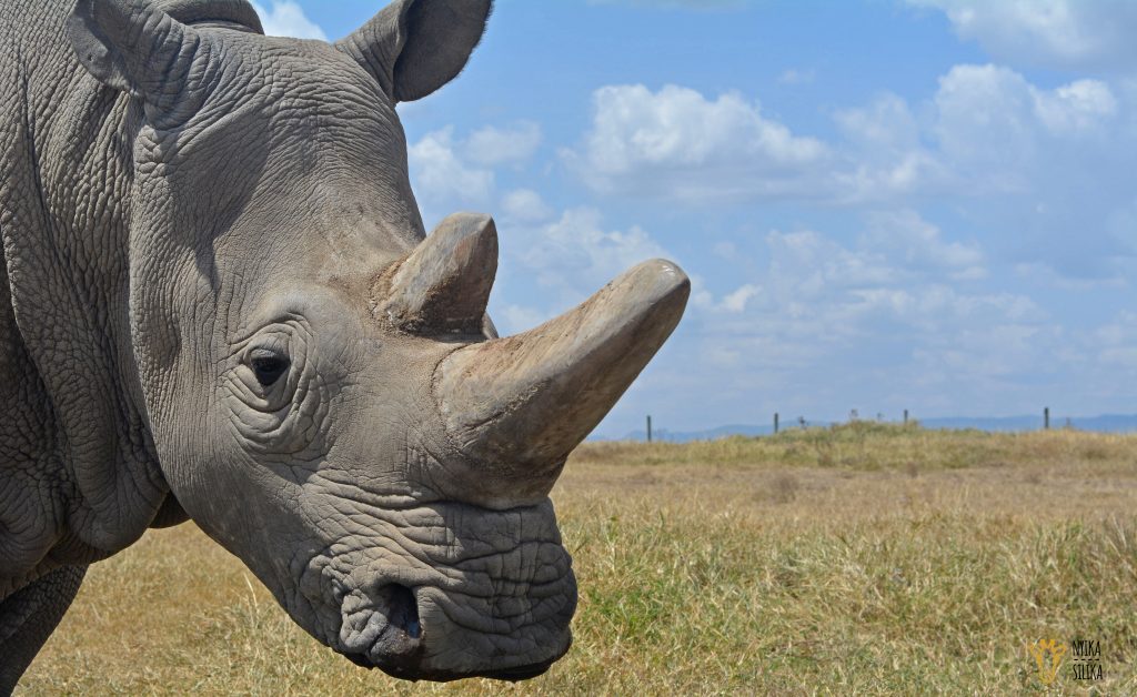 Ol Pejeta Takeover - Nyika Silika