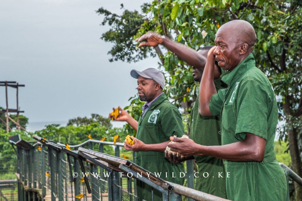 Ngamba Island