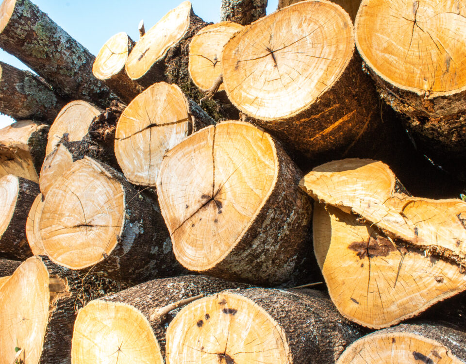 Logging Ban Kenya
