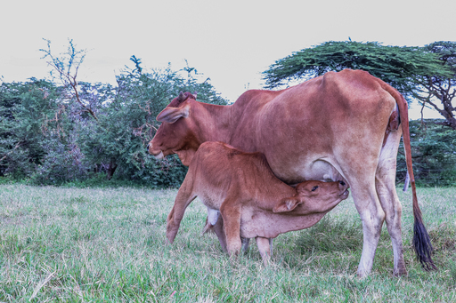 Calf suckling at Pardamat Conservation Area