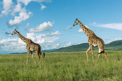 2 Maasai Giraffe walking at Ol Choro Oiroua Conservancy