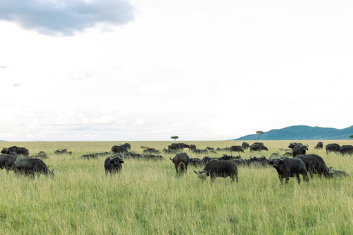 African Buffalo herd at Ol Choro Oiroua Conservancy