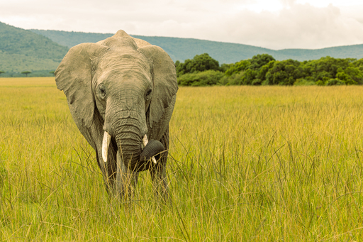 African Elephant juvenile at Ol Choro Oiroua Conservancy
