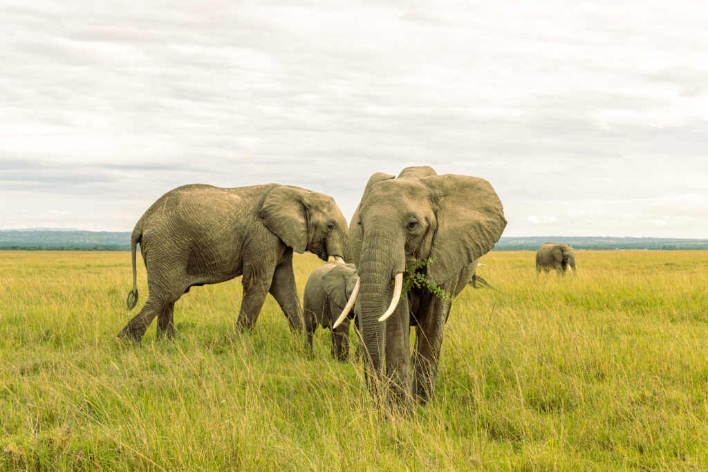 African Elephant herd feeding at Ol Choro Oiroua Conservancy