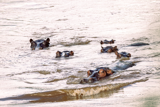 Hippos in the Mara River