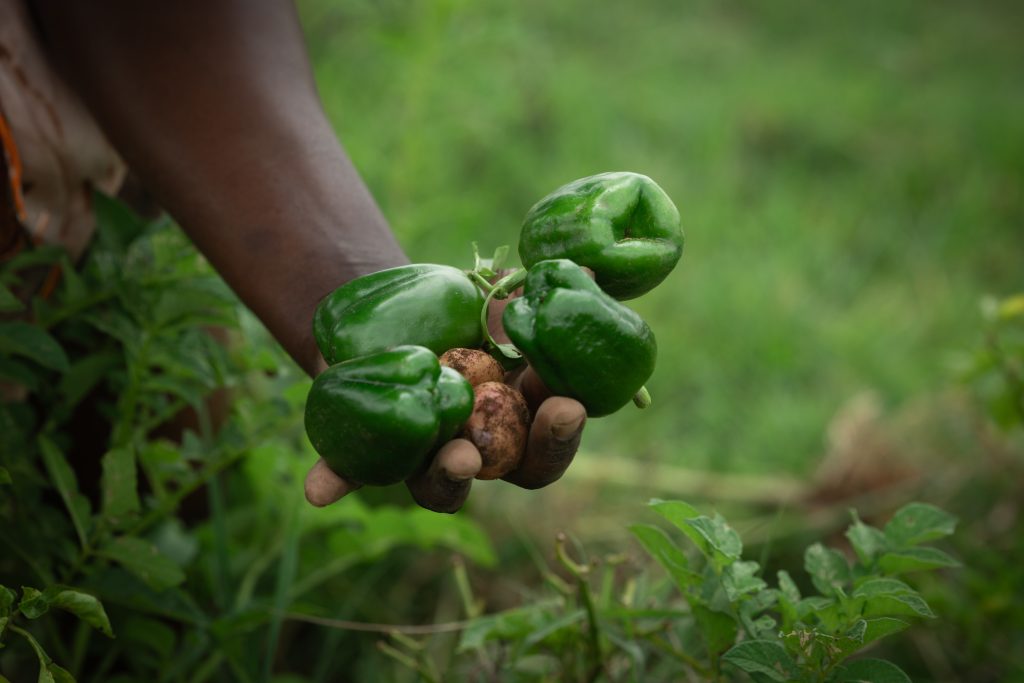 A farmer in Suguta Valley proudly displays her farm produce. This is part of a story on Voices for Climate Action, funded by WWF-Kenya, supporting climate-resilient agriculture.