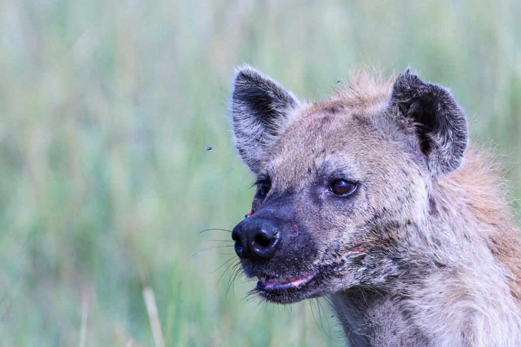 hyenas_mara-0962