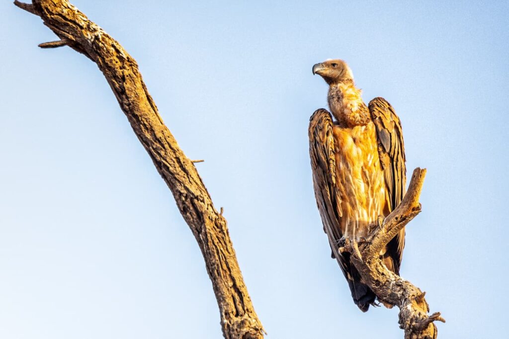 vulture