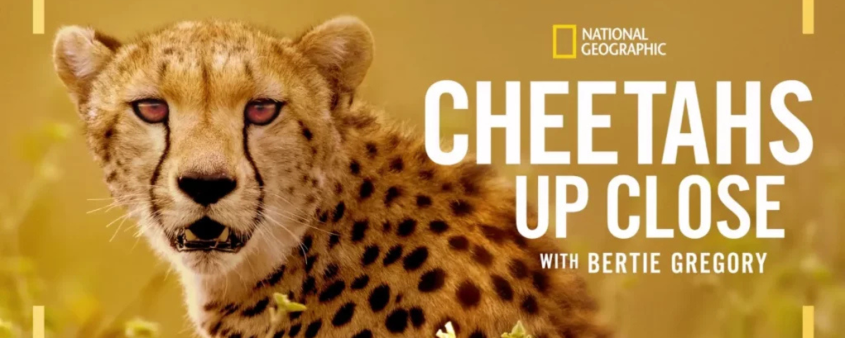 cheetah up close nyika silika