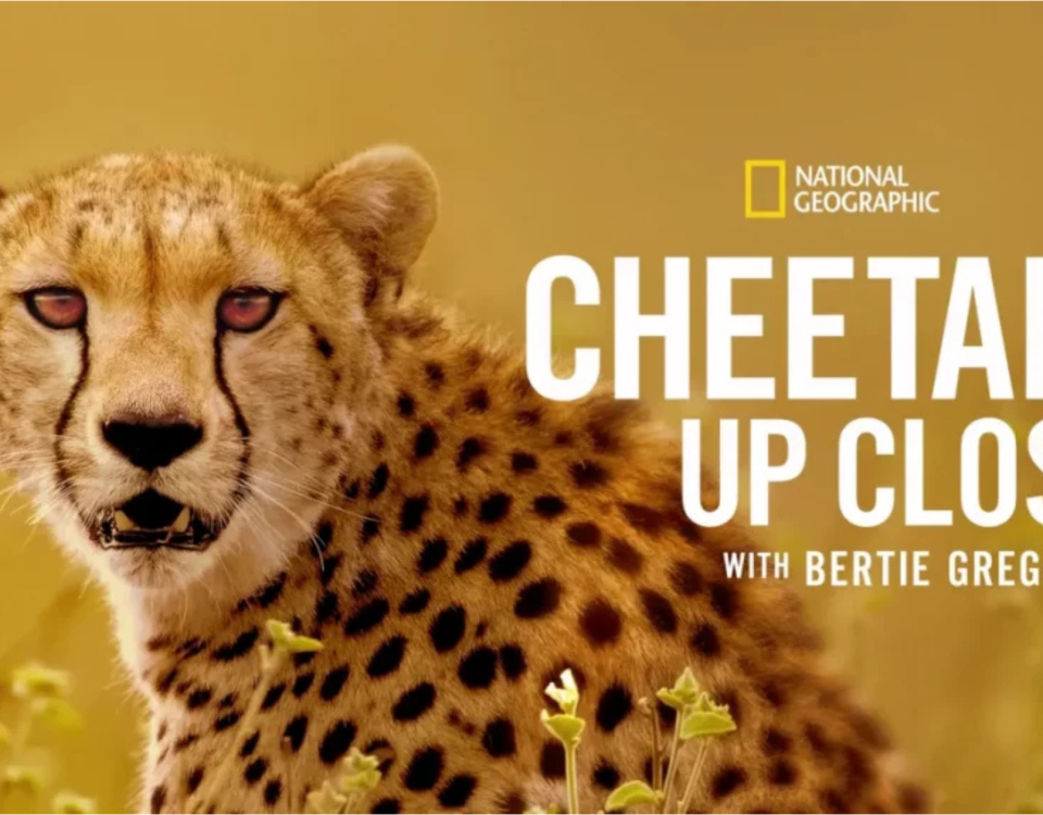 cheetah up close nyika silika